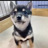 豆柴【熊本県・女の子・2024年11月14日・黒】の写真4