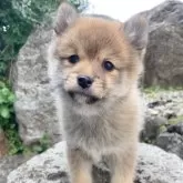 ポメ柴(柴犬×ポメラニアン)【熊本県・男の子・2024年11月24日・赤】の写真5