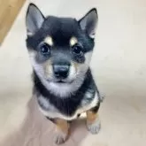 豆柴【熊本県・女の子・2024年11月14日・黒】の写真8