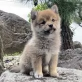 ポメ柴(柴犬×ポメラニアン)【熊本県・男の子・2024年11月24日・赤】の写真9