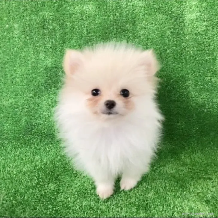 ID：2310-06204の子犬