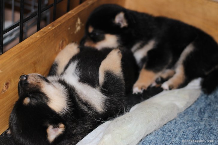 子犬は完全室内管理しています！｜大塚　維國(おおつか　これくに)ブリーダー(熊本県・柴犬・一般社団法人日本豆柴犬協会登録)の紹介写真2
