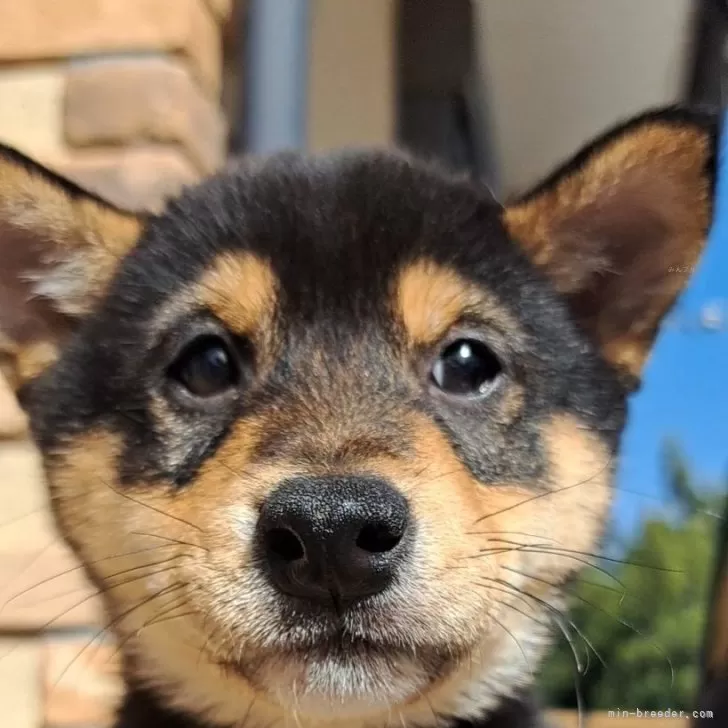 ID：2502-06812の子犬