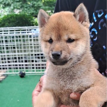 柴犬(豆柴)【熊本県・男の子・2025年3月21日・赤】の写真「☆豆柴の子犬たくさん掲載中です☆」
