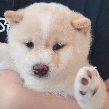 柴犬(豆柴)【熊本県・女の子・2025年3月12日・白】の写真「☆豆柴の子犬たくさん掲載中です☆」