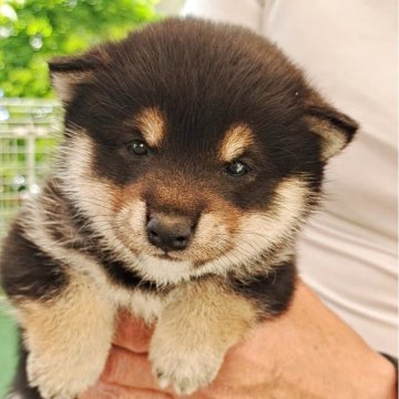 柴犬(豆柴)【熊本県・男の子・2025年3月6日・黒】の写真「☆豆柴の子犬たくさん掲載中です☆」