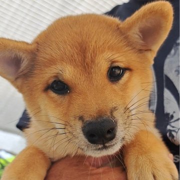 柴犬(豆柴)【熊本県・女の子・2025年5月18日・赤】の写真「☆トイレ　トレーニングです☆」