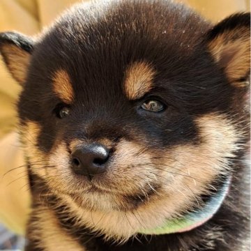 柴犬(豆柴)【熊本県・女の子・2025年1月10日・黒】の写真「☆豆柴の子犬たくさん掲載中です☆」