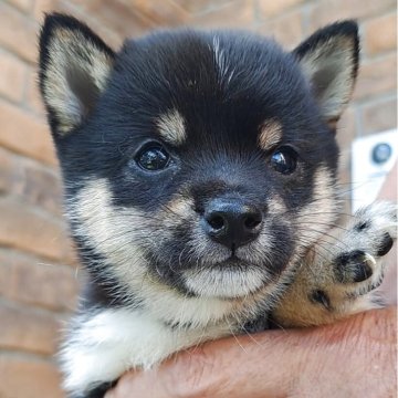 柴犬(豆柴)【熊本県・女の子・2025年6月10日・黒】の写真「☆トイレ　トレーニング中です☆」