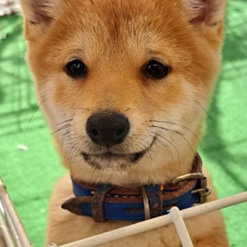 柴犬(豆柴)【熊本県・男の子・2024年8月23日・赤】の写真「☆豆柴の子犬たくさん掲載中です☆」