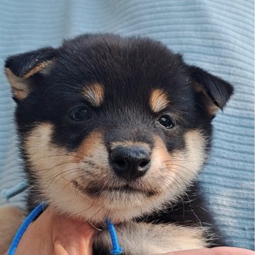 柴犬(豆柴)【熊本県・男の子・2025年10月1日・黒】の写真「☆豆柴の子犬たくさん掲載中です☆」
