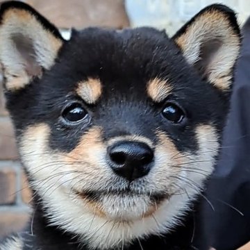 柴犬(豆柴)【熊本県・男の子・2025年10月1日・黒】の写真「☆豆柴の子犬たくさん掲載中です☆」