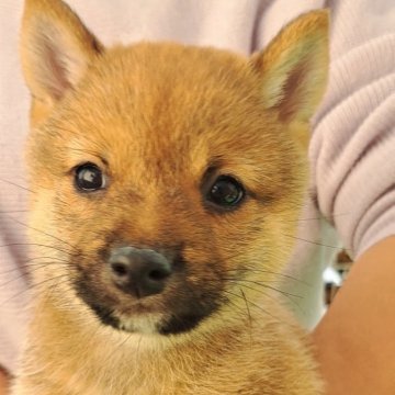 柴犬(豆柴)【熊本県・男の子・2025年8月30日・赤】の写真「☆豆柴の子犬たくさん掲載中です☆」