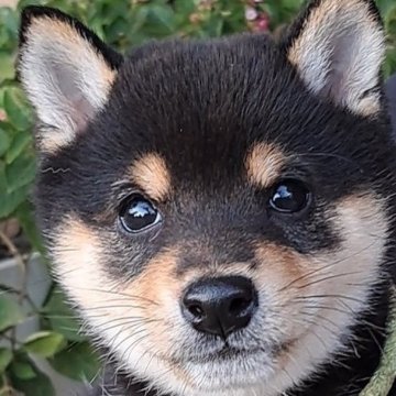 柴犬(豆柴)【熊本県・男の子・2025年10月1日・黒】の写真「☆豆柴の子犬たくさん掲載中です☆」