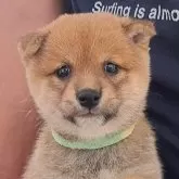 豆柴