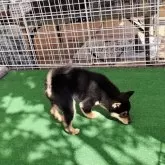 豆柴【熊本県・男の子・2025年1月9日・黒】の写真3