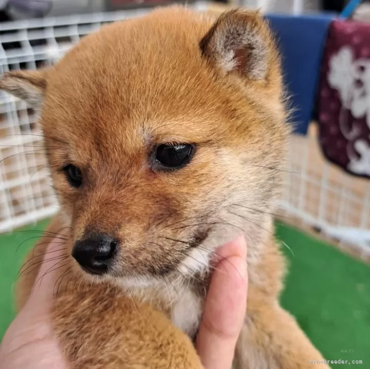 ID：2312-05710の子犬