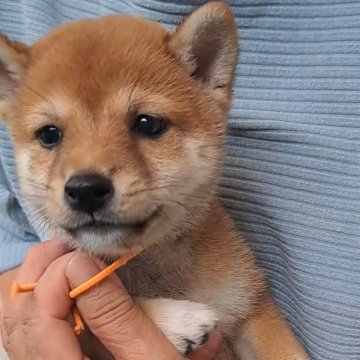 柴犬(豆柴)【熊本県・女の子・2024年8月16日・赤】の写真「☆おめめきらきらの女の子☆」