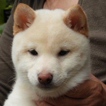 柴犬(豆柴)【熊本県・女の子・2023年1月15日・白】の写真「おとなしくて可愛らしい子です。」