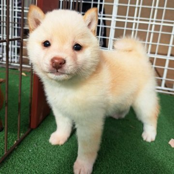 柴犬(豆柴)【熊本県・男の子・2023年10月27日・白】の写真「☆たぬき顔のかわいい男の子☆」