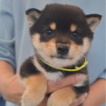 柴犬(豆柴)【熊本県・男の子・2024年8月24日・黒】の写真「☆豆柴の子犬たくさん掲載中です☆」