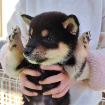 柴犬(豆柴)【熊本県・男の子・2023年10月13日・黒】の写真「☆凜々しい顔の男の子☆」