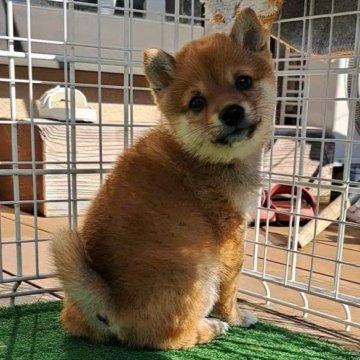 柴犬(豆柴)【熊本県・男の子・2023年10月27日・赤】の写真「☆おめめぱっちりの元気な男の子☆」