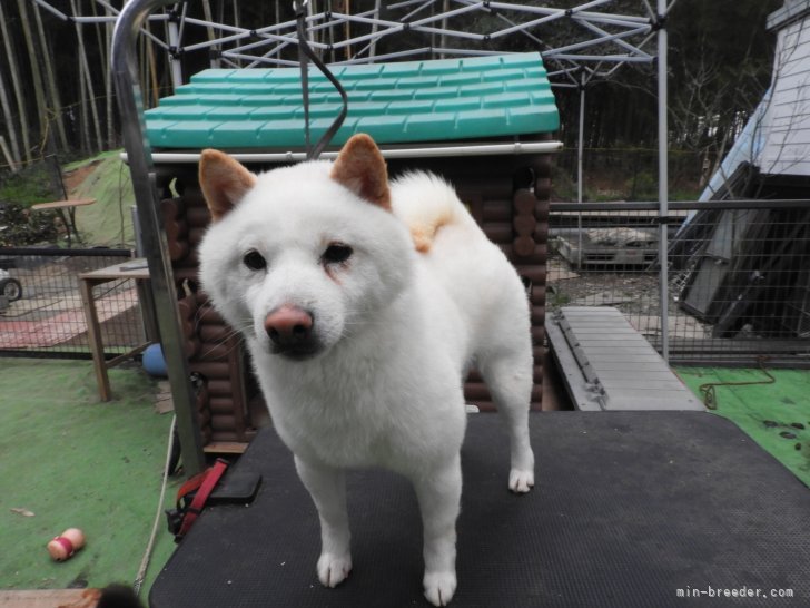 豆柴【・男の子・2020年12月4日・白】