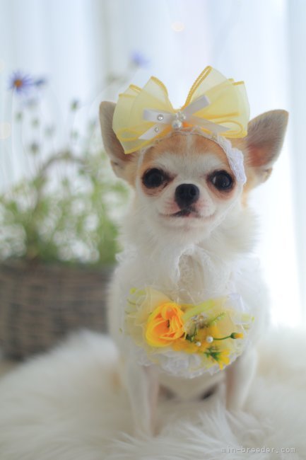 高橋　芽生(たかはし　めい)ブリーダー(宮城県・チワワ(ロング)など・JKC登録)の紹介写真5