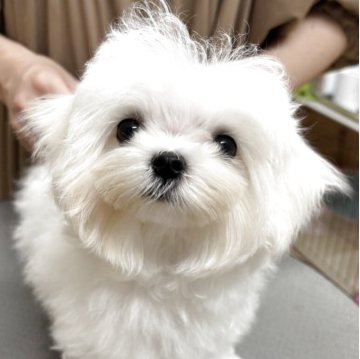 マルチーズ【宮城県・男の子・2025年5月5日・ホワイト】の写真「小さな男の子　涙やけありません✨」