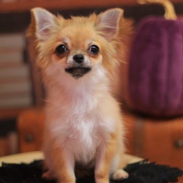 チワワ(ロング)【宮城県・女の子・2024年4月26日・レッド】の写真「フワフワ💗モフモフの美人さん」