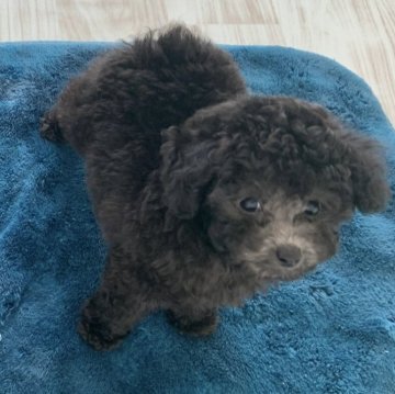 トイプードル(タイニー)【宮城県・男の子・2023年11月15日・シルバー】の写真「良血統で小柄なパーフェクトボーイ」