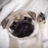 パグ