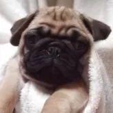 パグ