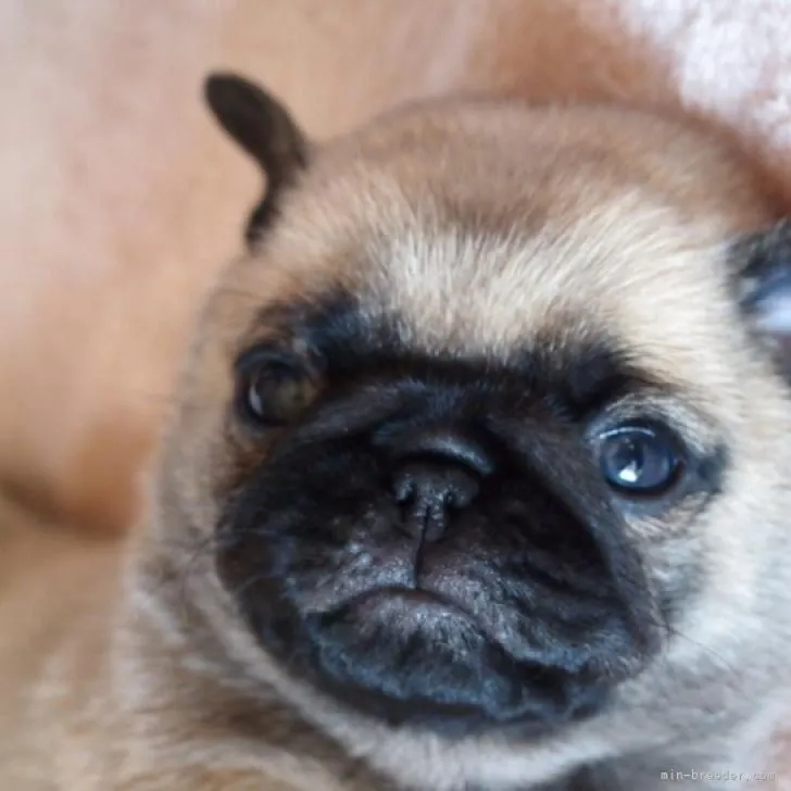ID:2211-01550の子犬