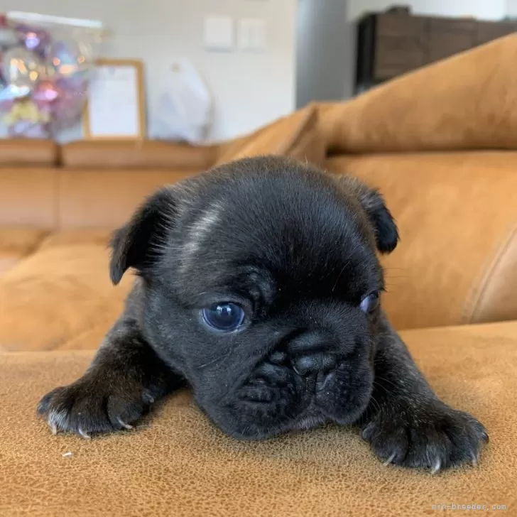 ID:2505-04424の子犬