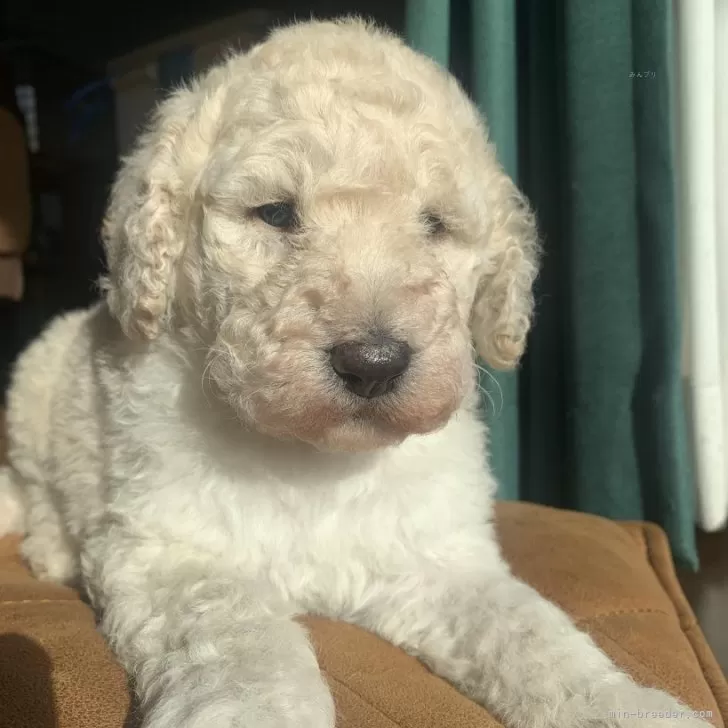 ID:2502-03213の子犬