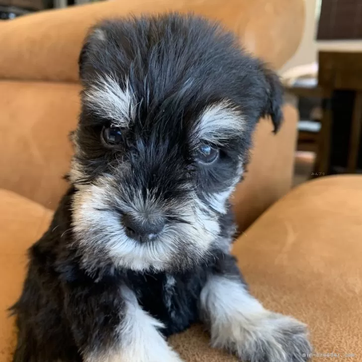 ID:2411-04753の子犬