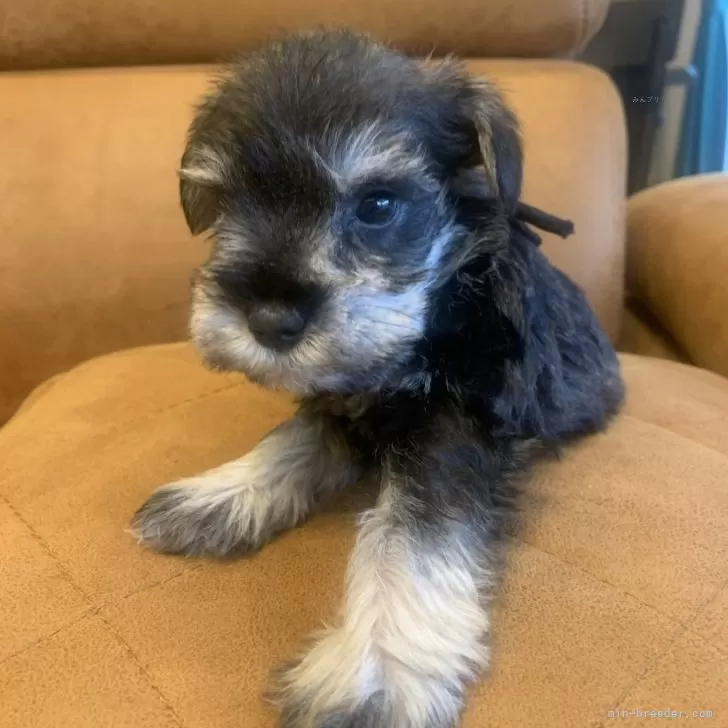 ID：2411-04811の子犬