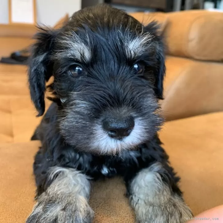 ID:2507-00057の子犬