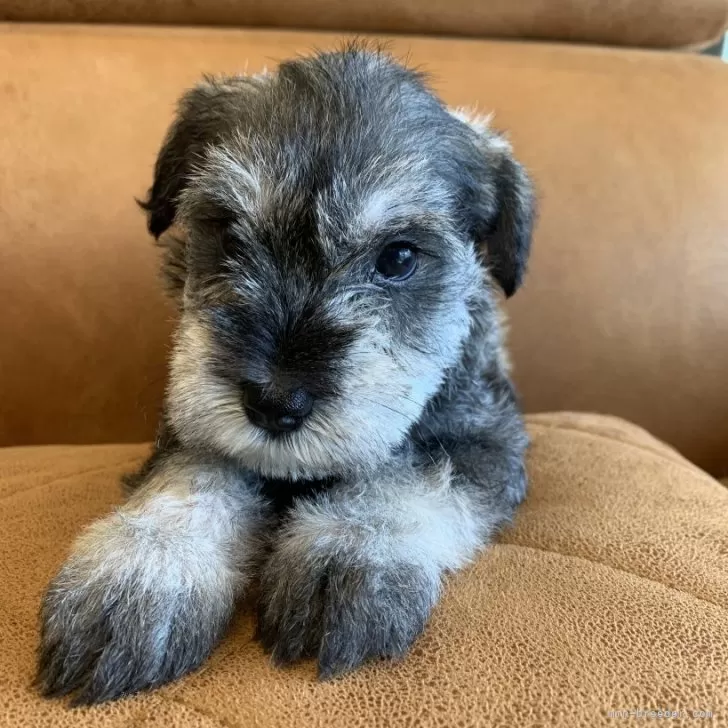 ID:2408-01440の子犬