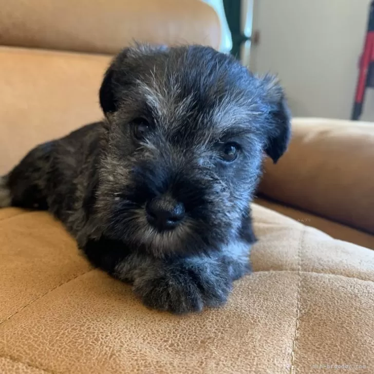 ID：2408-01453の子犬