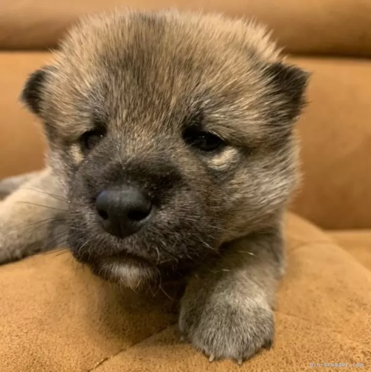 ID:2312-02461の子犬