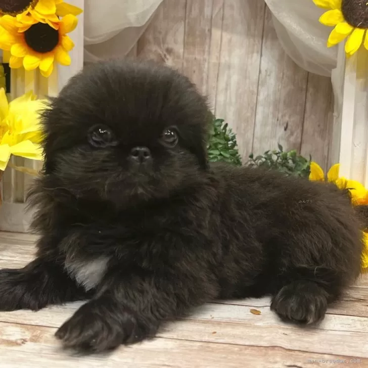 ID:2507-08761の子犬