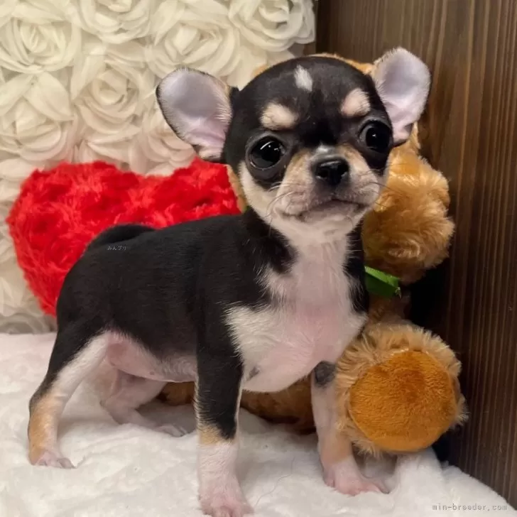 ID：2411-07725の子犬