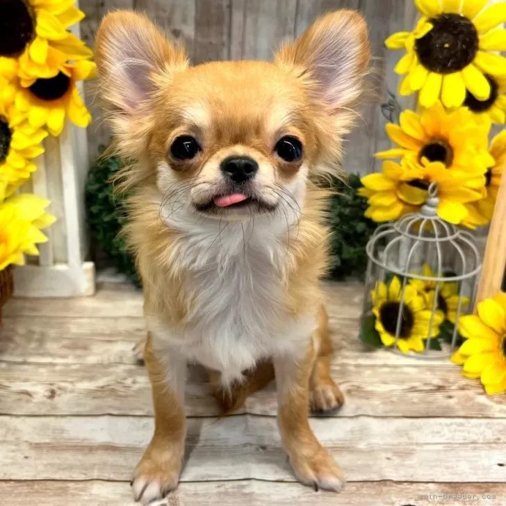 ID：2507-00297の子犬