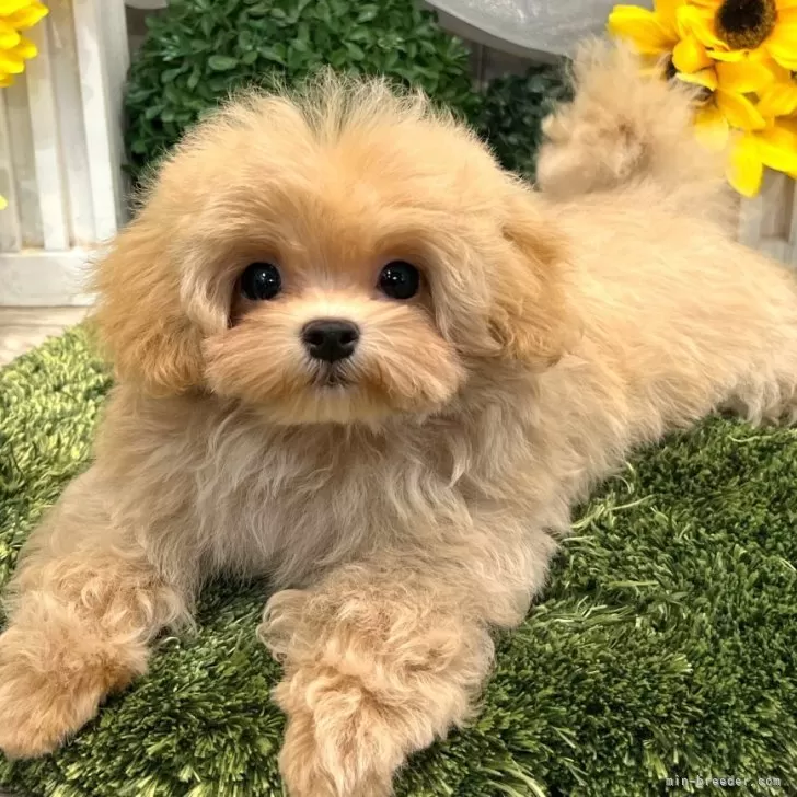 ID:2505-05906の子犬
