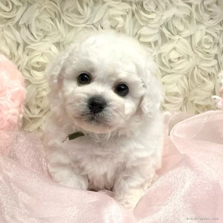 ID：2503-00745の子犬