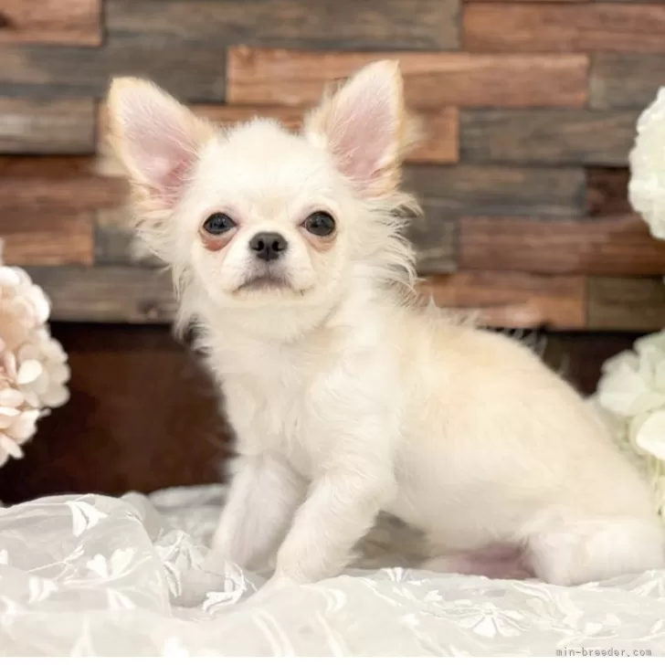 ID：2507-08580の子犬