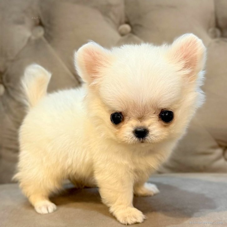 ブリーダー画像